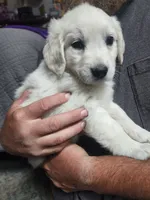 Light Pink, a female English Cream Golden Retriever for sale in Montrose, CO – 1 of 2