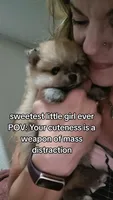 Cinnamon , a female Pomeranian for sale in Montrose, CO – 1 of 4