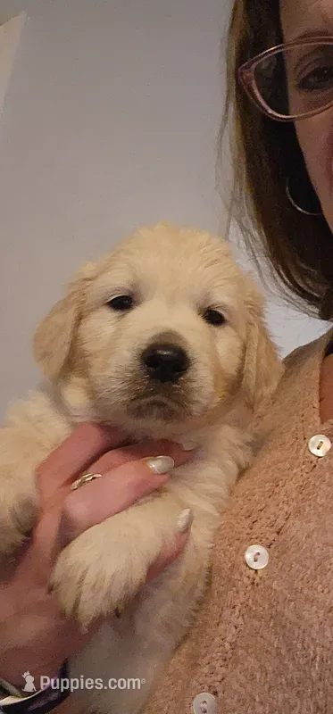 Lime Green – English Cream Golden Retriever puppy for sale in Montrose, CO