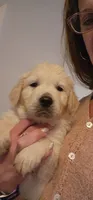 Lime Green, a male English Cream Golden Retriever for sale in Montrose, CO – 3 of 3