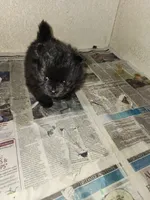 Shadow, a female Pomeranian for sale in Montrose, CO – 3 of 4
