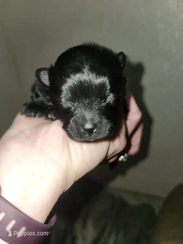 Shadow – Pomeranian puppy on hold in Montrose, CO