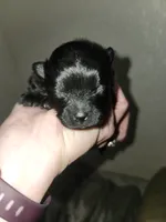 Shadow, a female Pomeranian for sale in Montrose, CO – 1 of 4