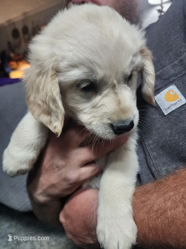 Orange – English Cream Golden Retriever puppy for sale in Montrose, CO