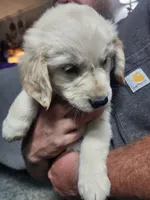 Orange, a female English Cream Golden Retriever for sale in Montrose, CO – 1 of 3