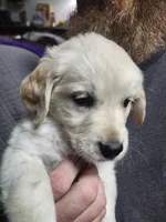 BLACK, a female Golden Retriever and English Cream Golden Retriever for sale in Montrose, CO – 4 of 5