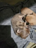 Coco Puff, a male Pomeranian for sale in Montrose, CO – 4 of 4