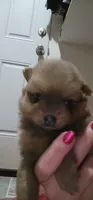 Coco Puff, a male Pomeranian for sale in Montrose, CO – 3 of 4