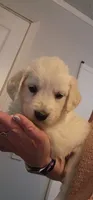 Peaches, a female English Cream Golden Retriever for sale in Montrose, CO – 4 of 4
