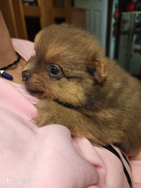 Coco Puff – Pomeranian puppy for sale in Montrose, CO