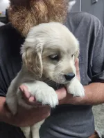 Light Purple, a female English Cream Golden Retriever for sale in Montrose, CO – 1 of 4