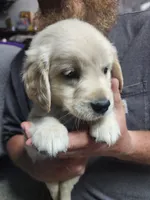 Light Purple, a female English Cream Golden Retriever for sale in Montrose, CO – 3 of 4