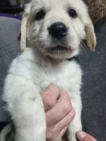 BLACK, a female Golden Retriever and English Cream Golden Retriever for sale in Montrose, CO – 5 of 5
