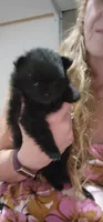 Shadow, a female Pomeranian for sale in Montrose, CO – 2 of 4