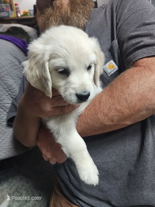 Peaches – English Cream Golden Retriever puppy for sale in Montrose, CO