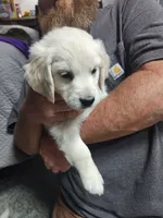 Peaches, a female English Cream Golden Retriever for sale in Montrose, CO – 1 of 4