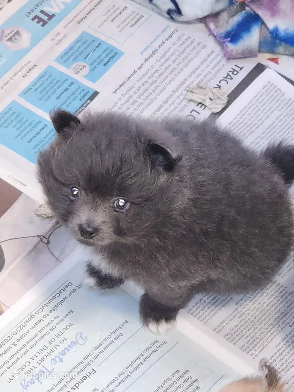 Silver Dollar – Pomeranian puppy for sale in Montrose, CO