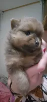 Coco Puff, a male Pomeranian for sale in Montrose, CO – 2 of 4