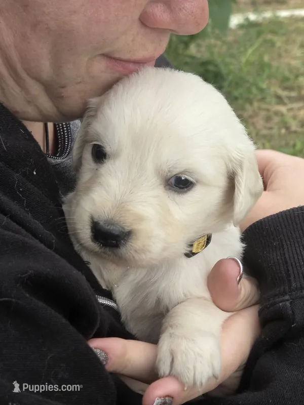 Yellow aka Daisy – English Cream Golden Retriever puppy for sale in Montrose, CO
