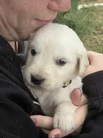 Yellow aka Daisy, a female English Cream Golden Retriever for sale in Montrose, CO – 1 of 4