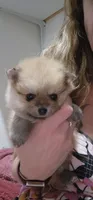 Cinnamon , a female Pomeranian for sale in Montrose, CO – 3 of 4