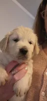 Lime Green, a male English Cream Golden Retriever for sale in Montrose, CO – 2 of 3