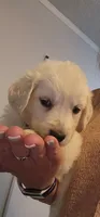 Peaches, a female English Cream Golden Retriever for sale in Montrose, CO – 3 of 4