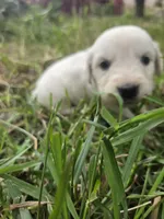 Yellow aka Daisy, a female English Cream Golden Retriever for sale in Montrose, CO – 3 of 4