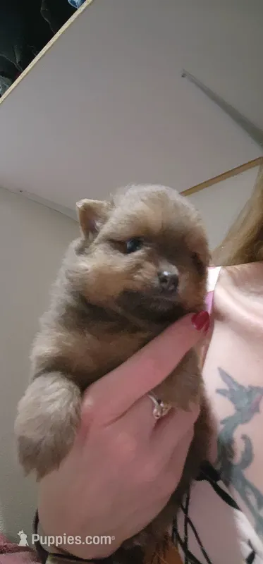Coco Puff – Pomeranian puppy for sale in Montrose, CO