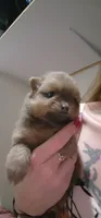 Coco Puff, a male Pomeranian for sale in Montrose, CO – 1 of 4