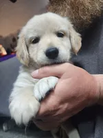 Purple, a female English Cream Golden Retriever for sale in Montrose, CO – 4 of 4
