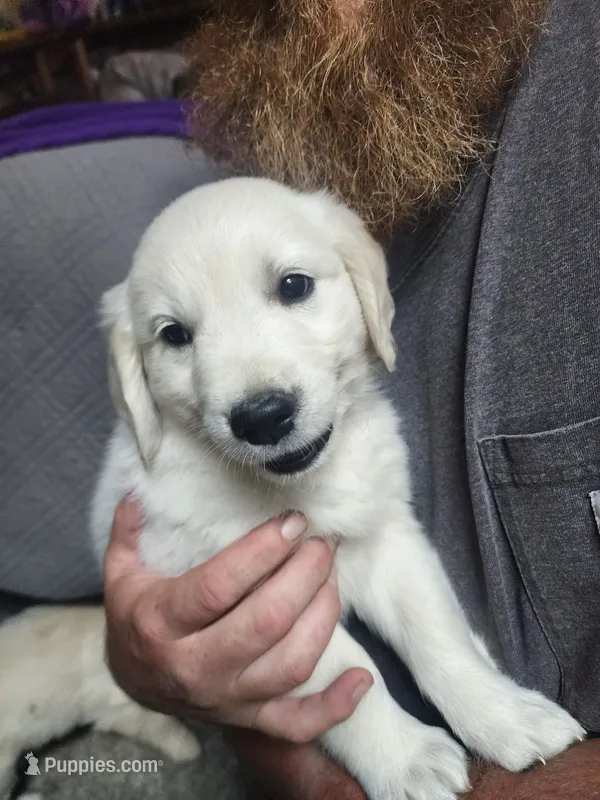 GREEN – English Cream Golden Retriever puppy for sale in Montrose, CO