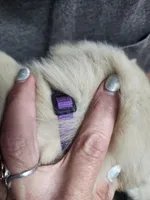 Purple, a female English Cream Golden Retriever for sale in Montrose, CO – 2 of 4