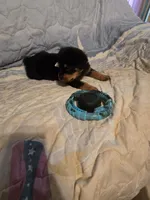 Hershey, a male Rottweiler for sale in Sunman, IN – Photo 5 of 9