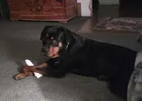 Hershey, a male Rottweiler for sale in Sunman, IN – Photo 6 of 9