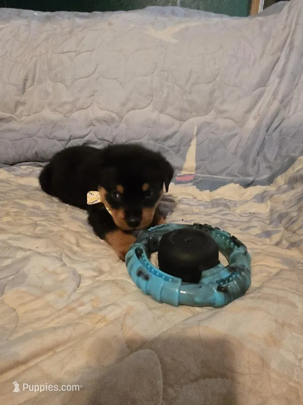 Hershey – Rottweiler puppy for sale in Sunman, IN