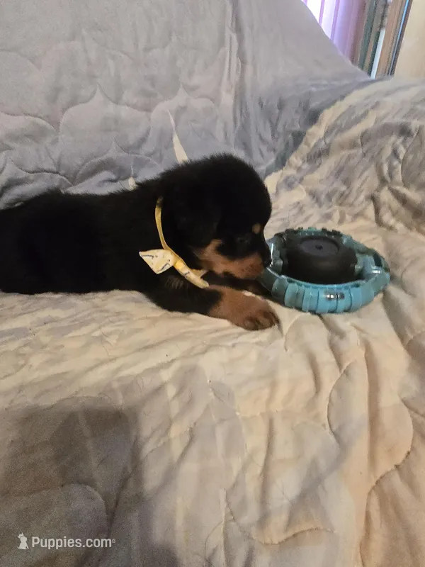 AKC Hershey – Rottweiler puppy for sale in Sunman, IN