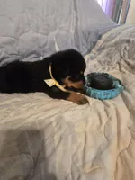 Hershey, a male Rottweiler for sale in Sunman, IN – Photo 2 of 9