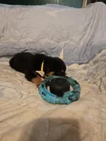 Hershey, a male Rottweiler for sale in Sunman, IN – Photo 4 of 9