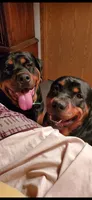 Hershey, a male Rottweiler for sale in Sunman, IN – Photo 9 of 9
