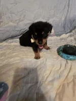 Hershey, a male Rottweiler for sale in Sunman, IN – Photo 3 of 9