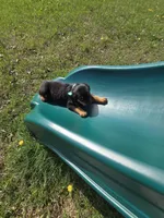 Sugar, a female Rottweiler for sale in Sunman, IN – Photo 2 of 10