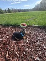Sugar, a female Rottweiler for sale in Sunman, IN – Photo 5 of 10