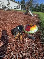 Sugar, a female Rottweiler for sale in Sunman, IN – Photo 6 of 10