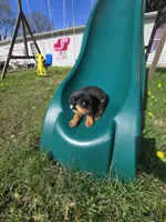 Sugar, a female Rottweiler for sale in Sunman, IN – Photo 3 of 10