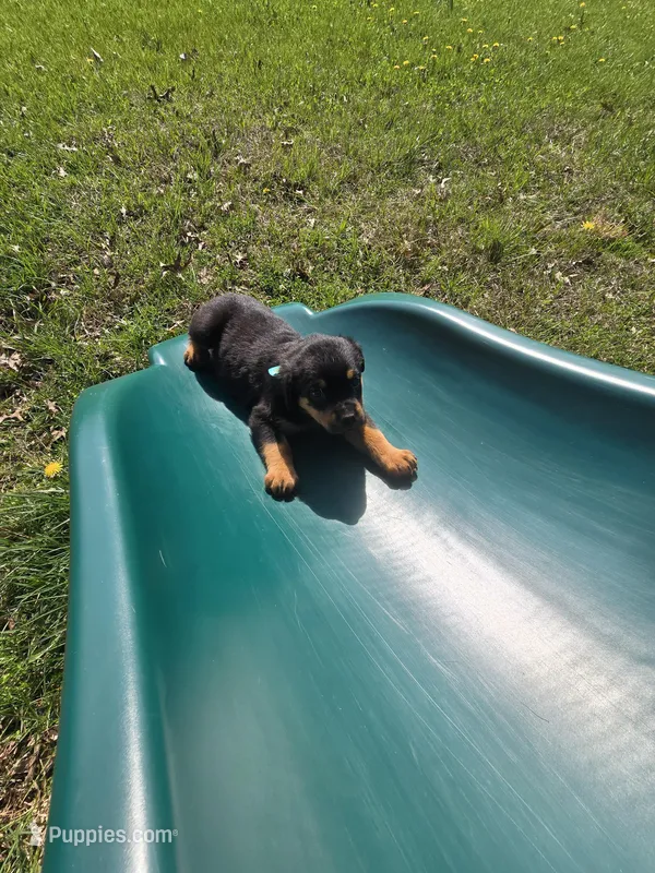 AKC Sugar – Rottweiler puppy for sale in Sunman, IN