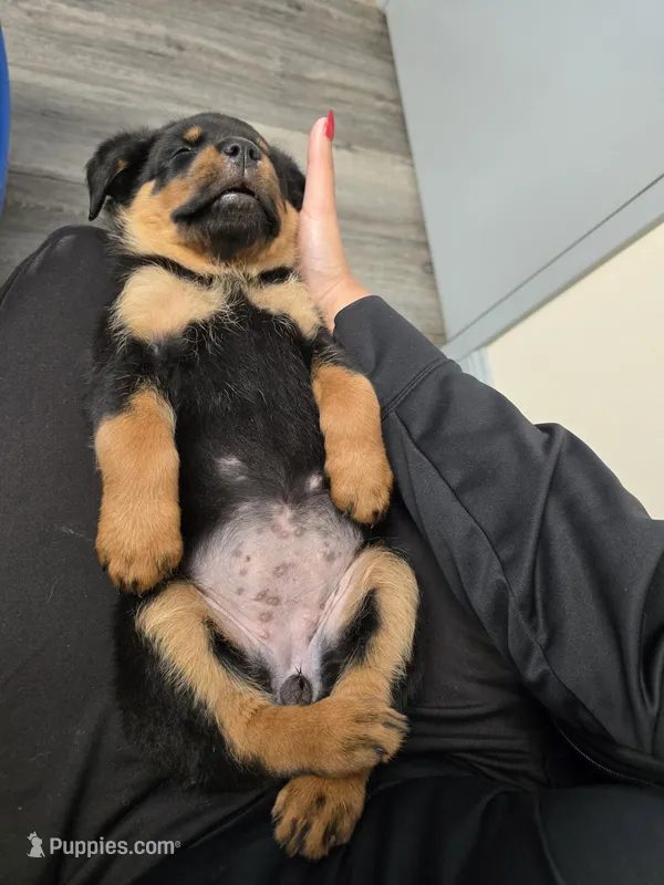 Sugar – Rottweiler puppy for sale in Sunman, IN