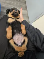 Sugar, a female Rottweiler for sale in Sunman, IN – Photo 1 of 10