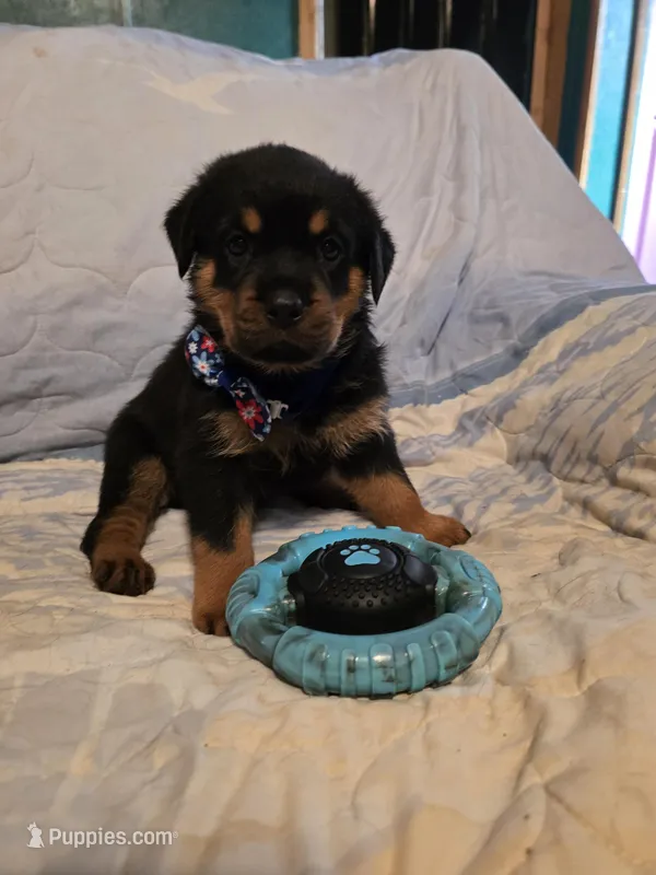 Cookie – Rottweiler puppy for sale in Sunman, IN