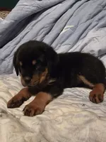 Cookie, a female Rottweiler for sale in Sunman, IN – Photo 4 of 8